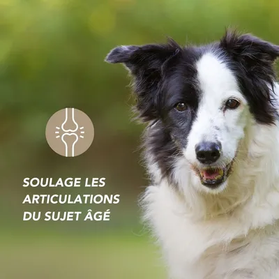 Moule verte poudre - Laboratoire Floralpina