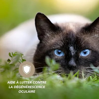 Complexe Vision renforcée 100g - Laboratoire Floralpina
