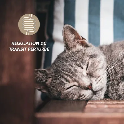 Complexe transit lent