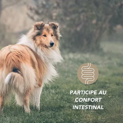 Complexe transit lent