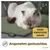 PiuPet® Selbstheizende Katzendecke I 60x45cm I Heizdecke ohne Strom PiuPet® Selbstheizende Katzendecke I 60x45cm I Heizdecke ohne Strom