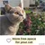 PiuPet Filet de protection chat | 8x3 m | Filet chat balcon transparent PiuPet Filet de protection chat | 8x3 m | Filet chat balcon transparent