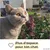 PiuPet Filet de protection chat | 8x3 m | Filet chat balcon transparent PiuPet Filet de protection chat | 8x3 m | Filet chat balcon transparent