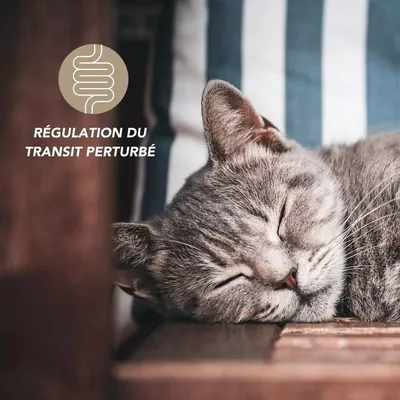 Complexe fibres digestives 100g pour chien et chat - Laboratoire Floralpina