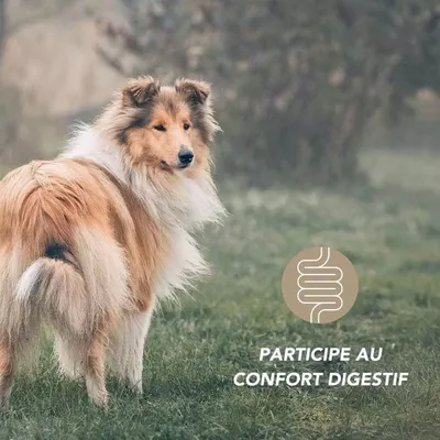 Complexe fibres digestives 100g pour chien et chat - Laboratoire Floralpina