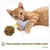 PiuPet® Jouet pour Chat avec Herbe à Chat I Lot de 4 I Accessoires Chat