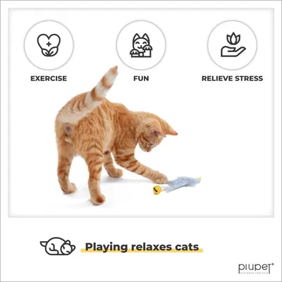 PiuPet® Jouet pour Chat avec Herbe à Chat I Lot de 4 I Accessoires Chat