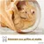 PiuPet Tunnel pour chats