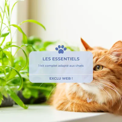 Vetocanis, Kit Essentiels pour Chat