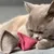 KATER KASIMIR Ensemble de 7 jouets pour chat à l'herbe à chat