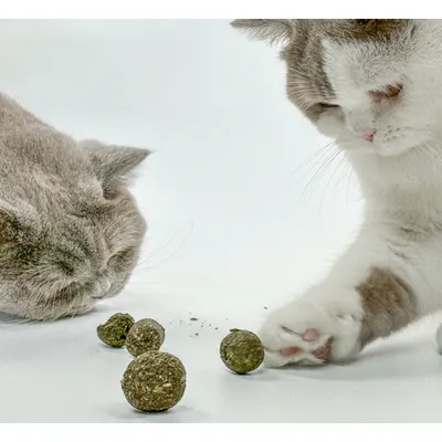 KATER KASIMIR Ensemble de 4 jouets pour chat à l'herbe à chat