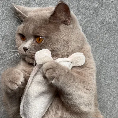 KATER KASIMIR Ensemble de 4 jouets pour chat à l'herbe à chat