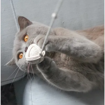 KATER KASIMIR Balles pour chats. 2 pelotes de coton comme jouets pour chat