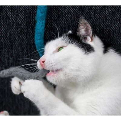KATER KASIMIR Set de 3 vers en feutre de laine et spray herbe à chat