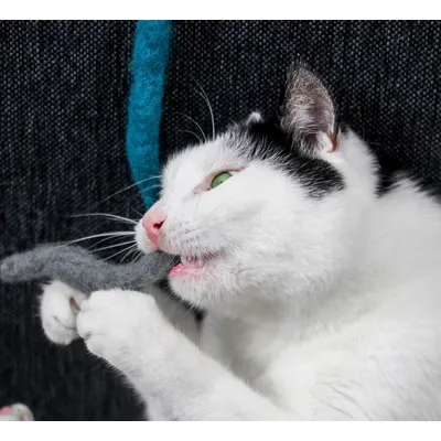 KATER KASIMIR Set de 3 vers en feutre de laine et spray herbe à chat