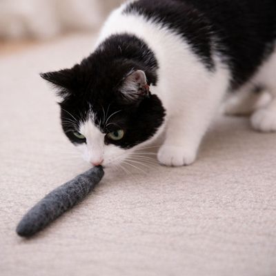 Kater Kasimir Filzwürmchen, handgerollt