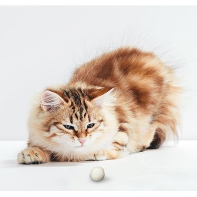 LEO LÖWENKATZ 5 balles en feutre pour chat. Feutre 100% pure laine