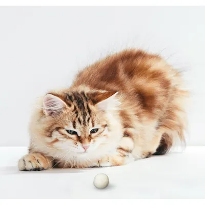 LEO LÖWENKATZ 5 balles en feutre pour chat. Feutre 100% pure laine