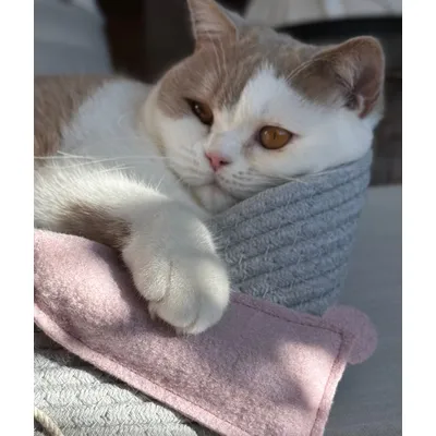 KATER KASIMIR Lot de 2 jouets souris XL avec herbe à chat et valériane