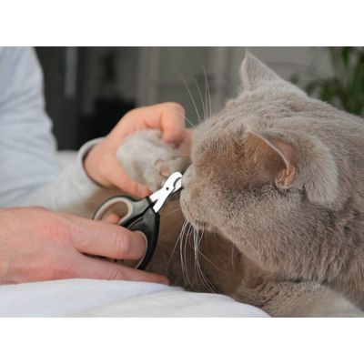 LEO LÖWENKATZ Coupe griffes chat. Ciseaux de toilettage pour chats