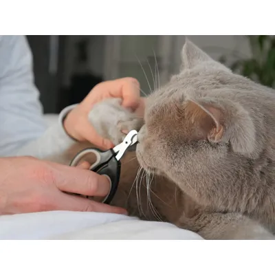 LEO LÖWENKATZ Coupe griffes chat. Ciseaux de toilettage pour chats