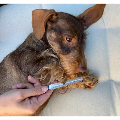 MEWOW Krallenschere Pflegeset (Schere + Nagelfeile)