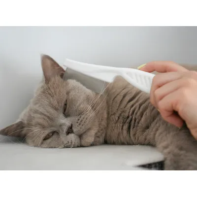LEO LÖWENKATZ Peigne pour chat en acier inoxydable,  peigne anti-puces