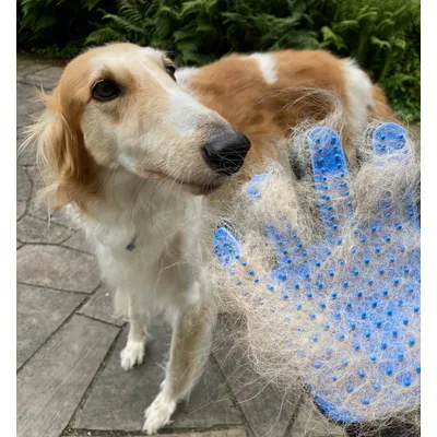 MEWOW Gant brosse chat, gant poil chat, gant de brosse de toilettage