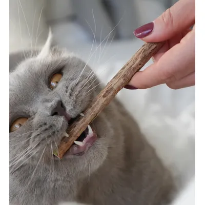 LEO LÖWENKATZ 10 Pièces bâtonnets d'herbe à chat. Baton matatabi