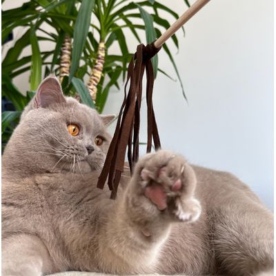 Kater Kasimir Jouet à plumes pour chats