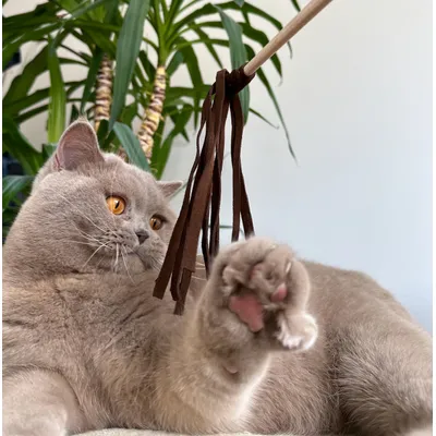 KATER KASIMIR Plumeau et plumeau en cuir. Plumes naturelles. Cuir de vache