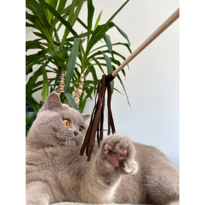 Kater Kasimir Jouet à plumes pour chats Kater Kasimir Jouet à plumes pour chats