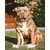 Bestia Custom Dog Gear - Collier Candy