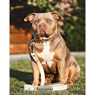 Bestia Custom Dog Gear - Collier Candy
