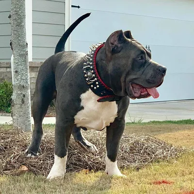 Bestia Custom Dog Gear - Collier de spectacle David cousu à la main