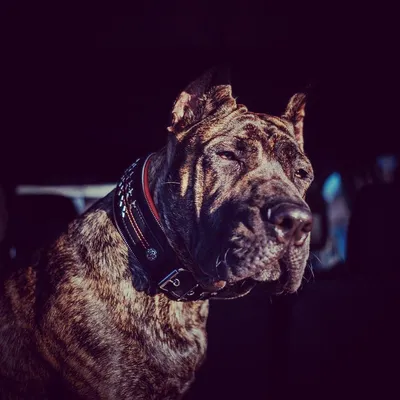 L'unique collier de chien en cuir Général pour gros chiens
