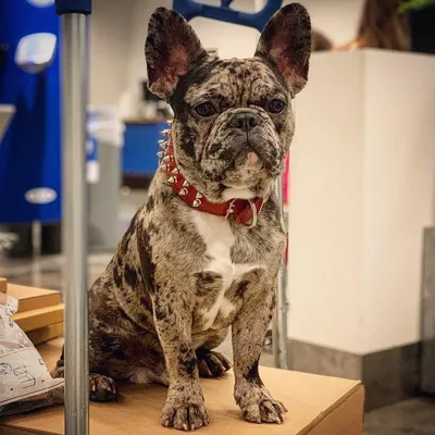 Bestia Custom Dog Gear - Le collier rouge et noir Frenchie