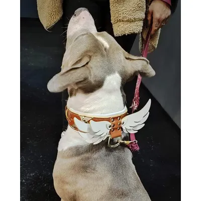 Hermes-Halsband