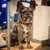 Collier Frenchie rouge Collier Frenchie rouge