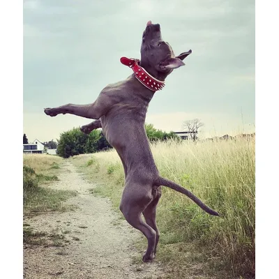 Bestia Custom Dog Gear - Le collier rouge et noir Frenchie