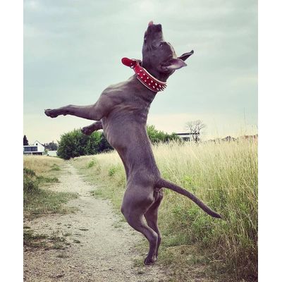 Rotes Frenchie Halsband