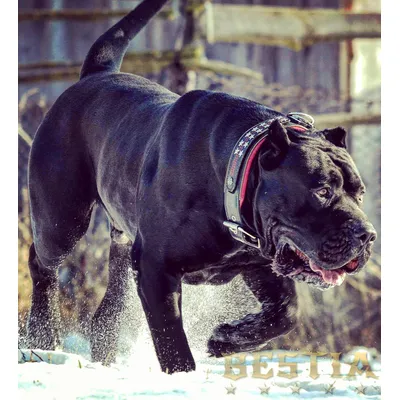 Bestia Custom Dog Gear - Le collier général