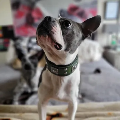 Bestia Custom Dog Gear - Le collier Eros vert 2 pouces de large