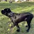 Bestia Custom Dog Gear - Le collier Hektor