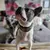 Bestia Custom Dog Gear - Le collier Eros vert 2 pouces de large