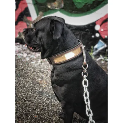 Bestia Custom Dog Gear - Le collier Buffalo