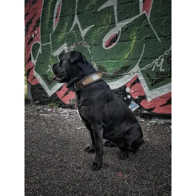 Bestia Custom Dog Gear - Le collier Buffalo
