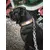 Bestia Custom Dog Gear - Le collier Buffalo