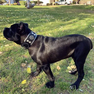 Bestia Custom Dog Gear - Le collier Hektor