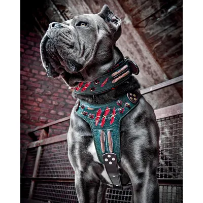 Bestia Custom Dog Gear - Le collier hanté en édition limitée